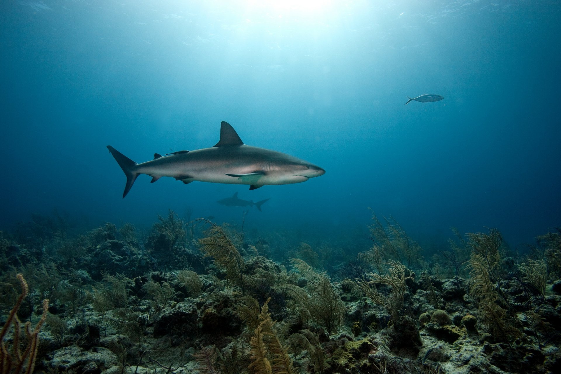 requins mer fond coraux prédateurs