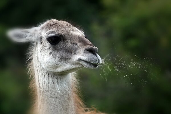 Llama escupiendo en el fondo de la naturaleza