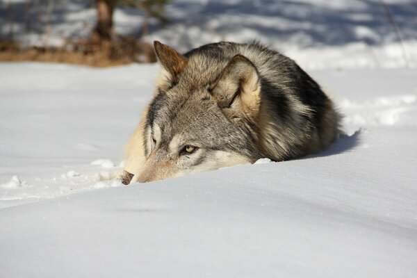 Der Wolf liegt im Winter im Schnee