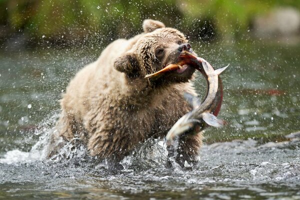 The catch of a brown bear on the Russian hand