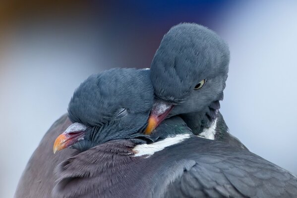 Couple de pigeons câlins au printemps. Oiseaux d amour