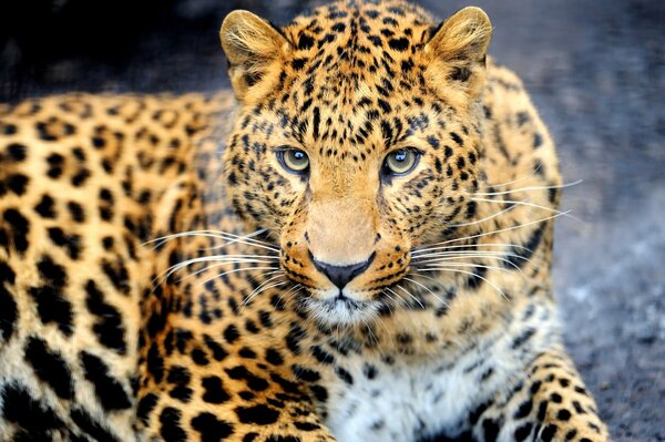 Tier-Raubtier Leopard. Scharfer Blick. Leopardenfarbe. Leoparden-Schnauze