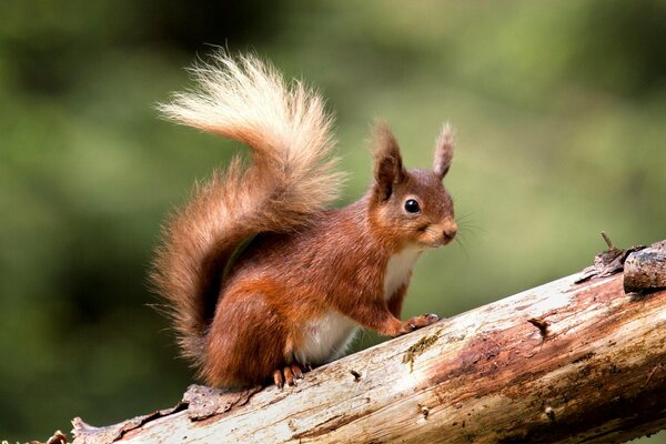 A red squirrel with a fluffy tail climbs a log