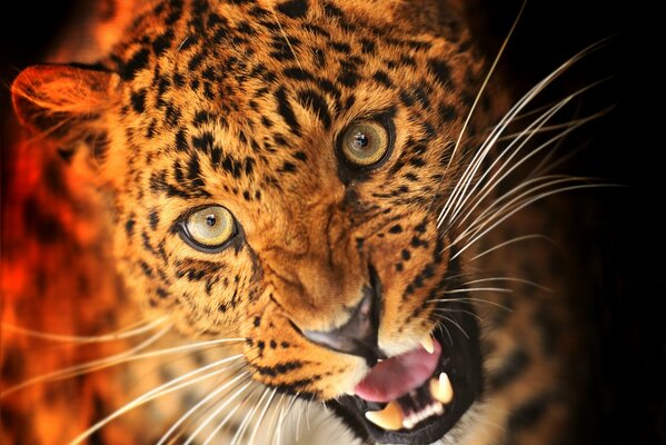 Mirada depredadora de leopardo sobre fondo negro