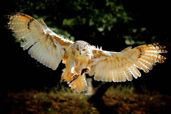 The owl flies, opening its wings