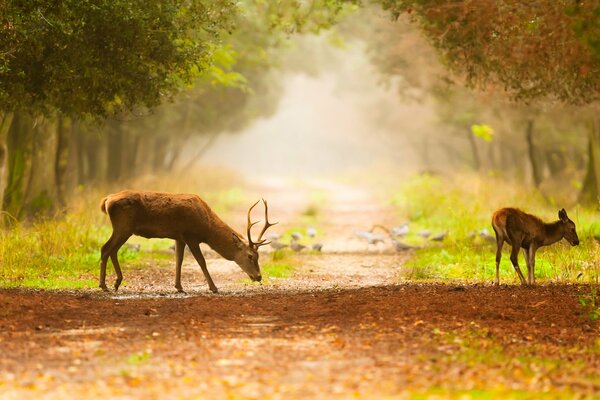 Zwei Rehe stehen auf dem Weg