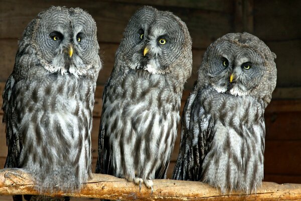 Three representatives of the bearded vagueness