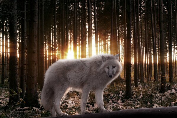 Loup. loup blanc dans la forêt. la bête de la forêt. prédateur forestier