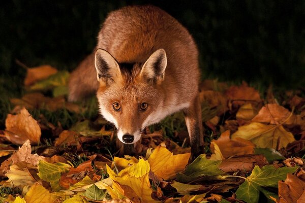 Renard roux sur les feuilles d automne