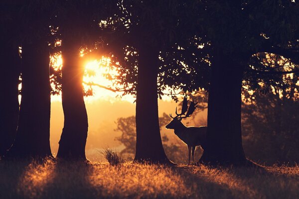 Ipnotizzante mattina nella foresta estiva