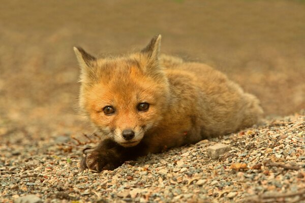 Der schlaue rothaarige fuchs liegt