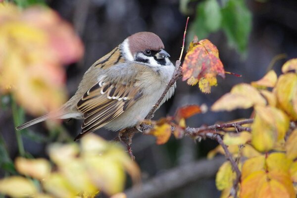 A sparrow bird sits on a branch among the foliage