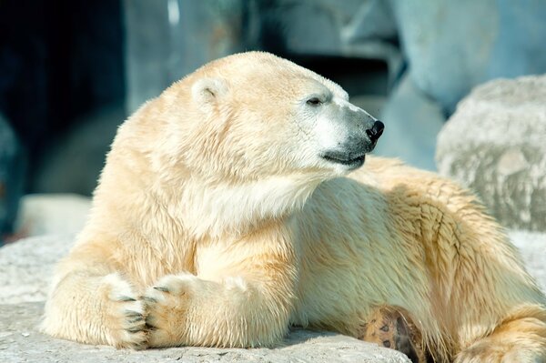 A white polar bear is lying on a large rock