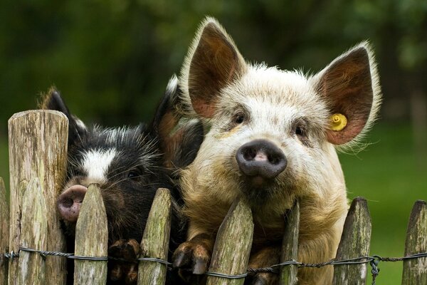 Les cochons curieux regardent à travers la clôture