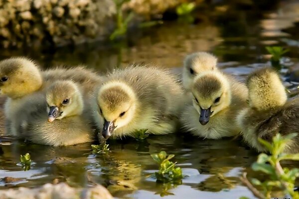 Kleine Gänse lernen schwimmen