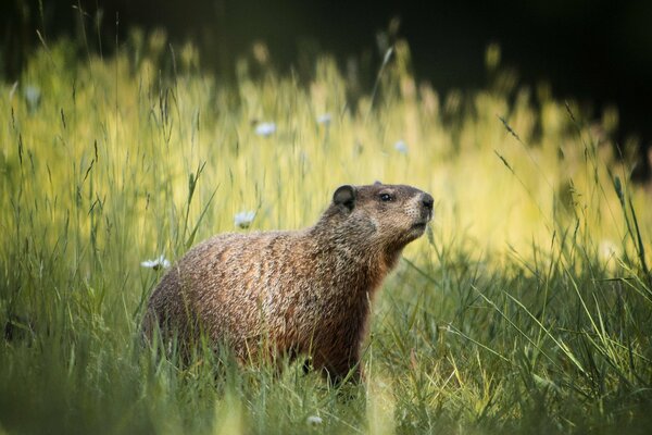 Marmota salió a pasear entre la hierba