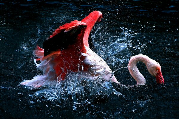 Flamingo déploie ses ailes dans l eau