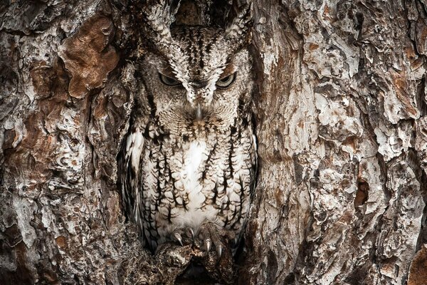 Un hibou déguisé est assis dans un arbre