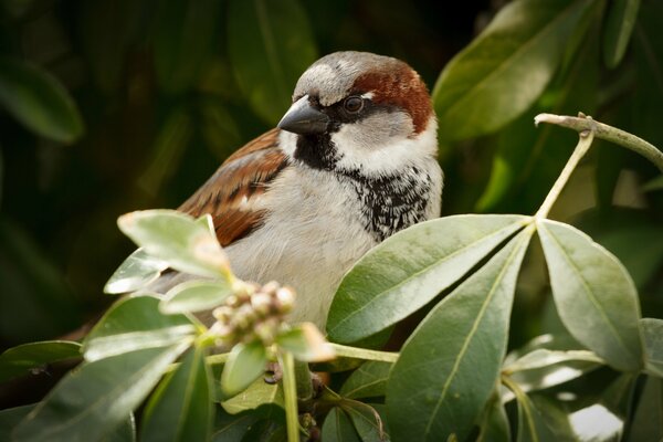 Moineau assis sur une branche