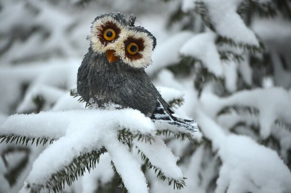 A small owl on a branch in winter