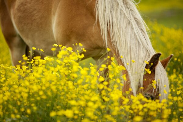 Ein Pferd grast auf einer Blumenwiese