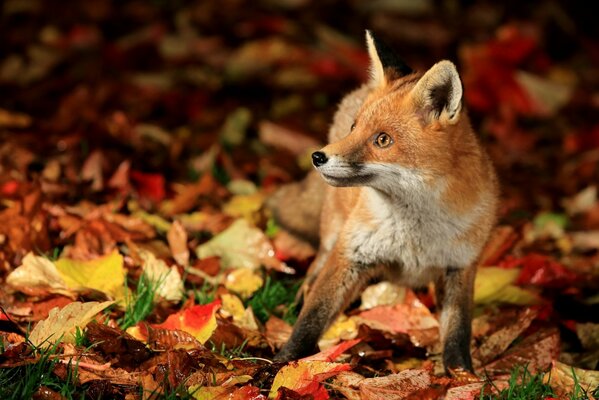 Renard surpris parmi les feuilles d automne