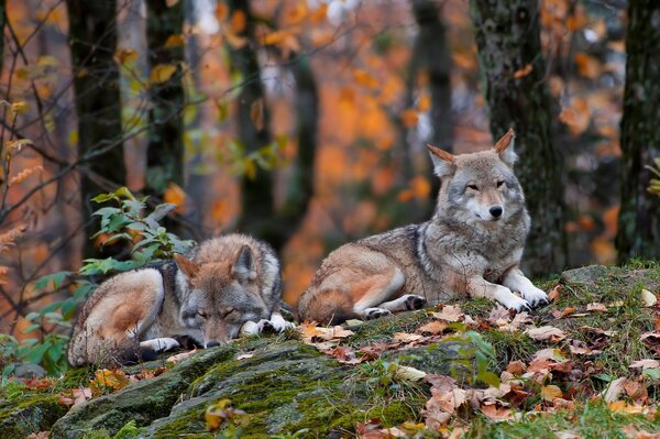 Loups dans la forêt se trouvent sur les feuilles