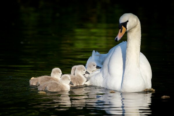 Swans swim on the lake