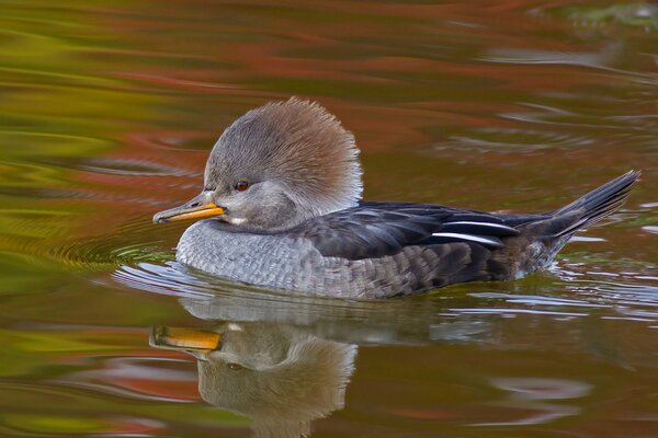 A duck swims on the water, a beautiful duck