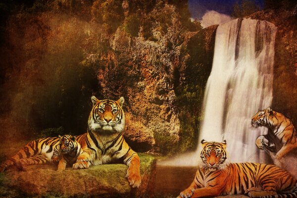 Cartel con tigres en el fondo de una cascada