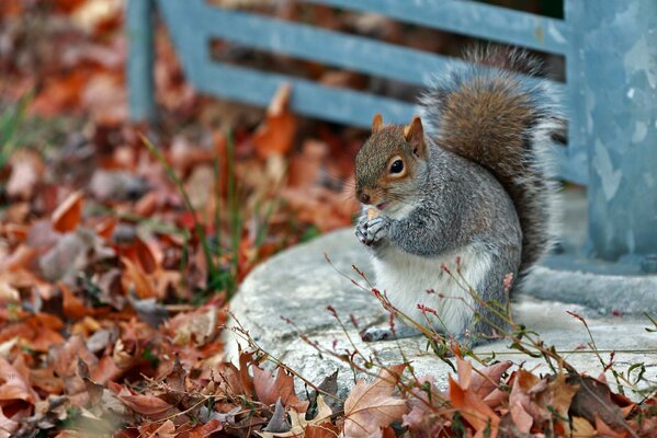 Scoiattolo nel parco autunnale tra il fogliame