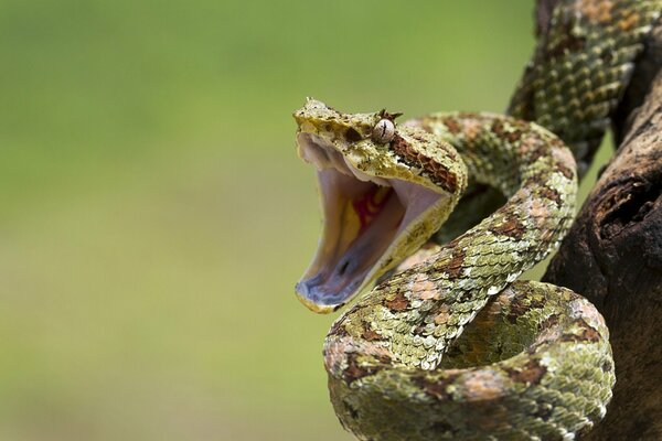 Le serpent a ouvert sa bouche pour une morsure