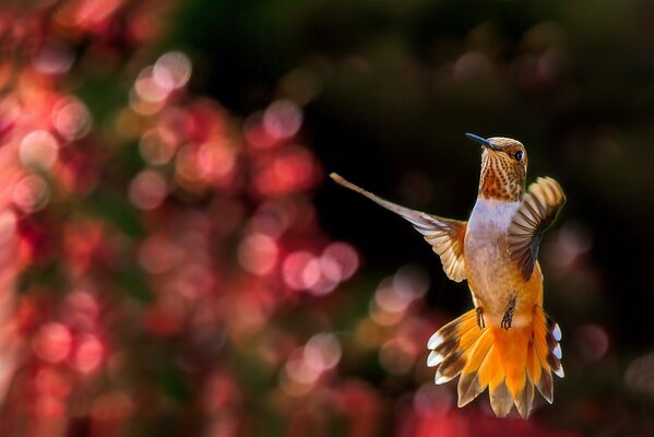 Colibri en vol sur fond flou