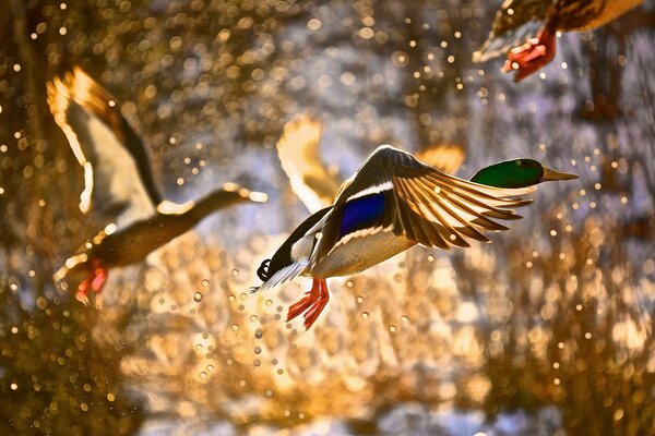 Spritzer von Enten im Flug