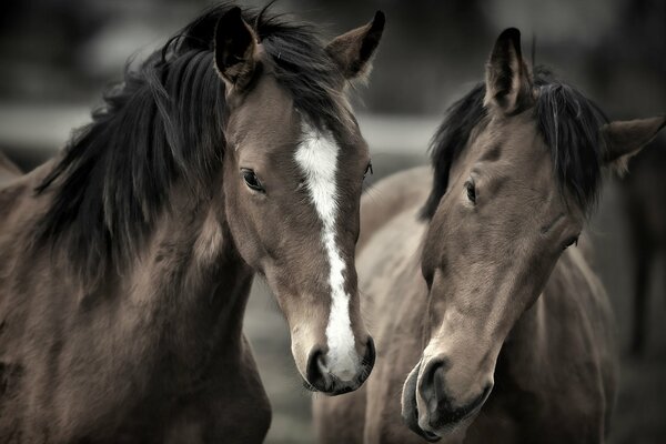 A family of two beautiful horses