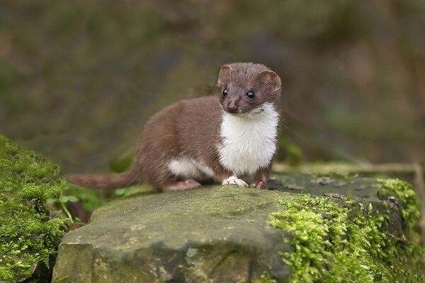 The cunning ermine on the stone