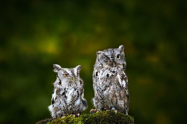 Dos búhos divertidos en el bosque