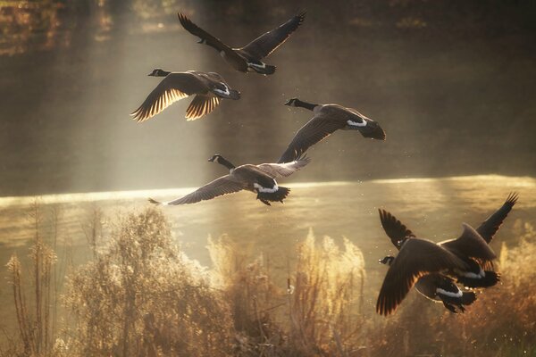 Enten werden in ferne Länder gebracht