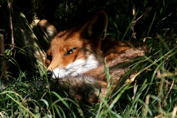 Der schlaue Fuchs ruht im Schatten auf dem Rasen