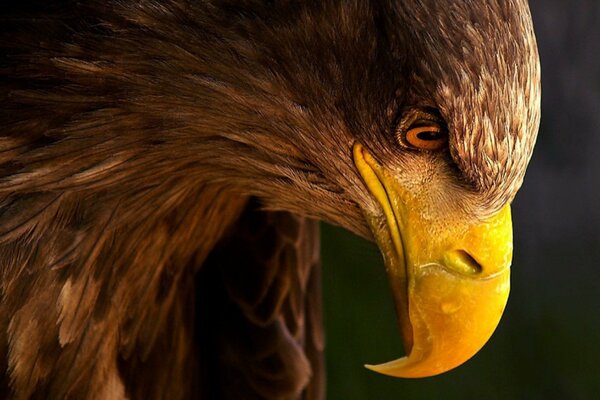 Perfil elegante del águila orgullosa