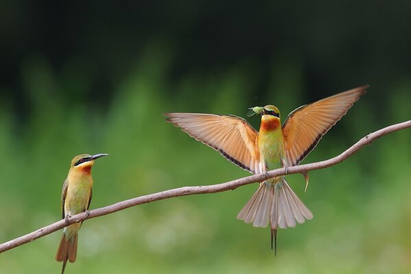 Two birds on a branch