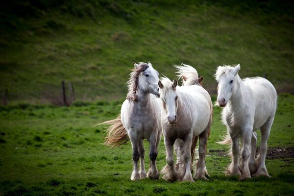 Photo of three mustangs in the field