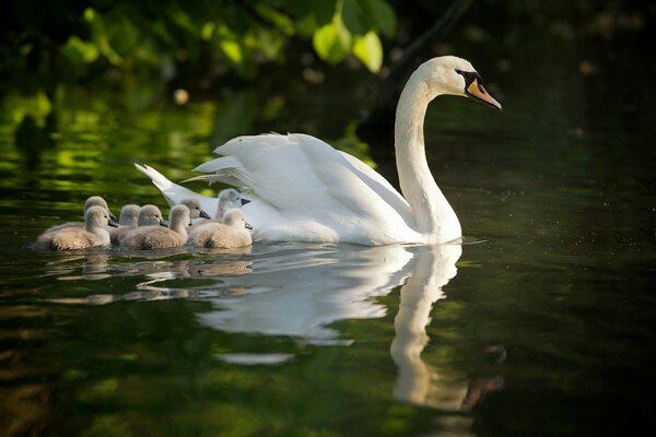 Schwan mit Schwänen auf der Wasseroberfläche des Sees