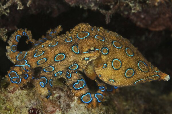 Осьминог с красивой расцветкой на дне моря