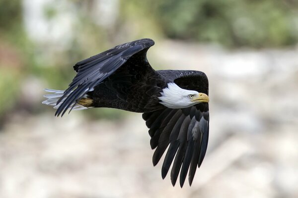 Ein Vogel schwebt am Himmel