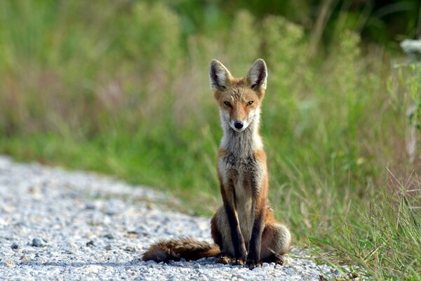 Renard roux se prélasse au soleil