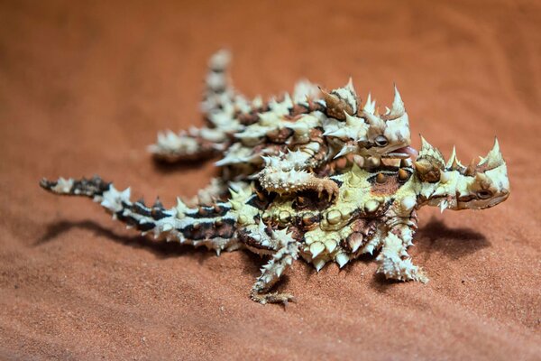 Deux lézards australiens épineux diable sur le sable brun