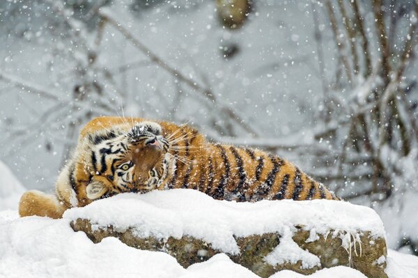 El tigre de Amur se baña en la nieve