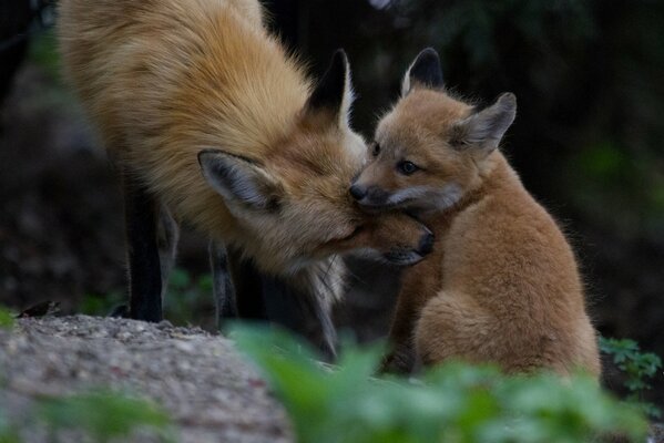 The fox cub s mother surrounds him with care