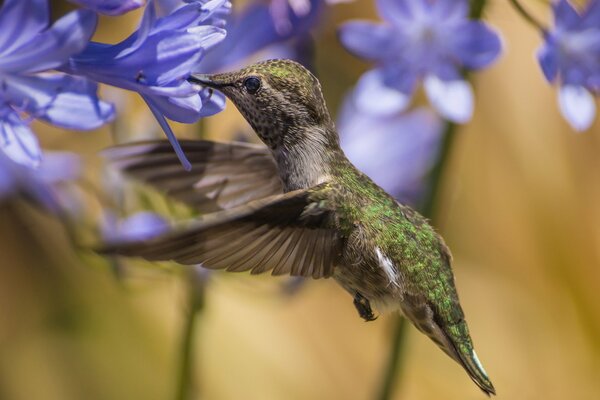 A hummingbird drinks the nectar of a flower